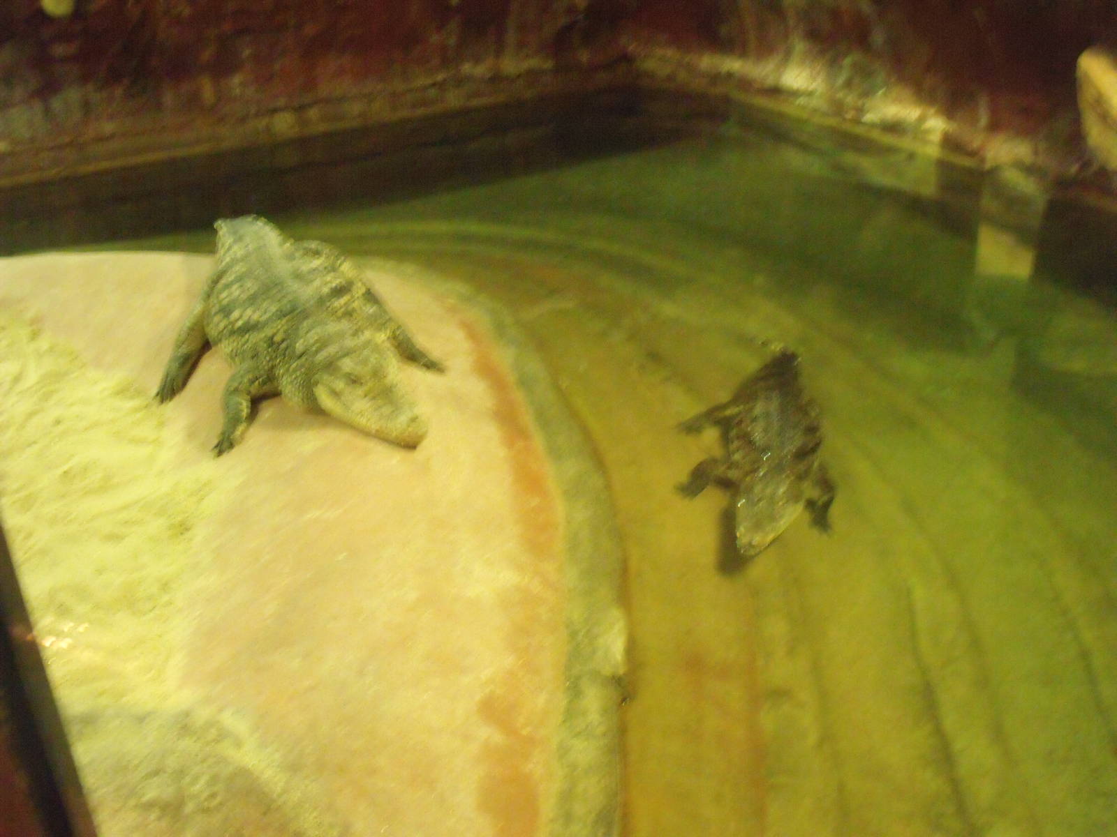 Crocodiles