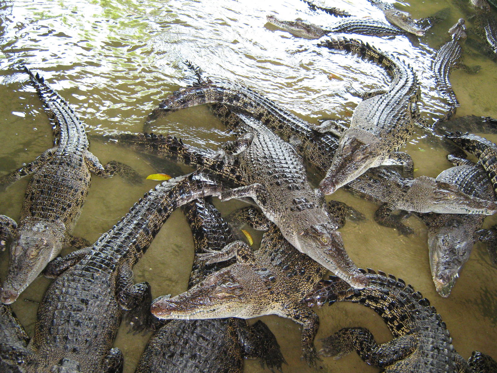 crocodiles