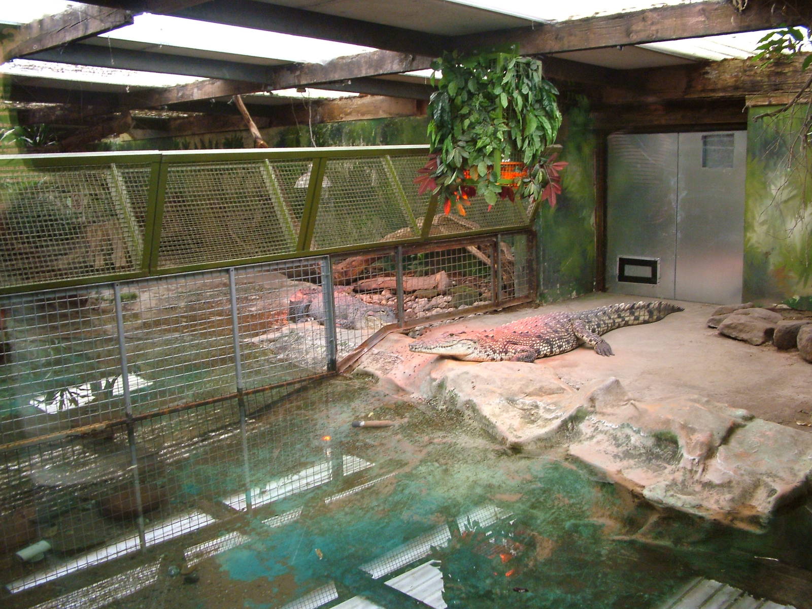 Crocodilian enclosures at West Midland 16/08/09
