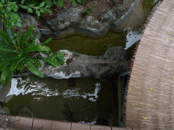 Crocodilian enclosures