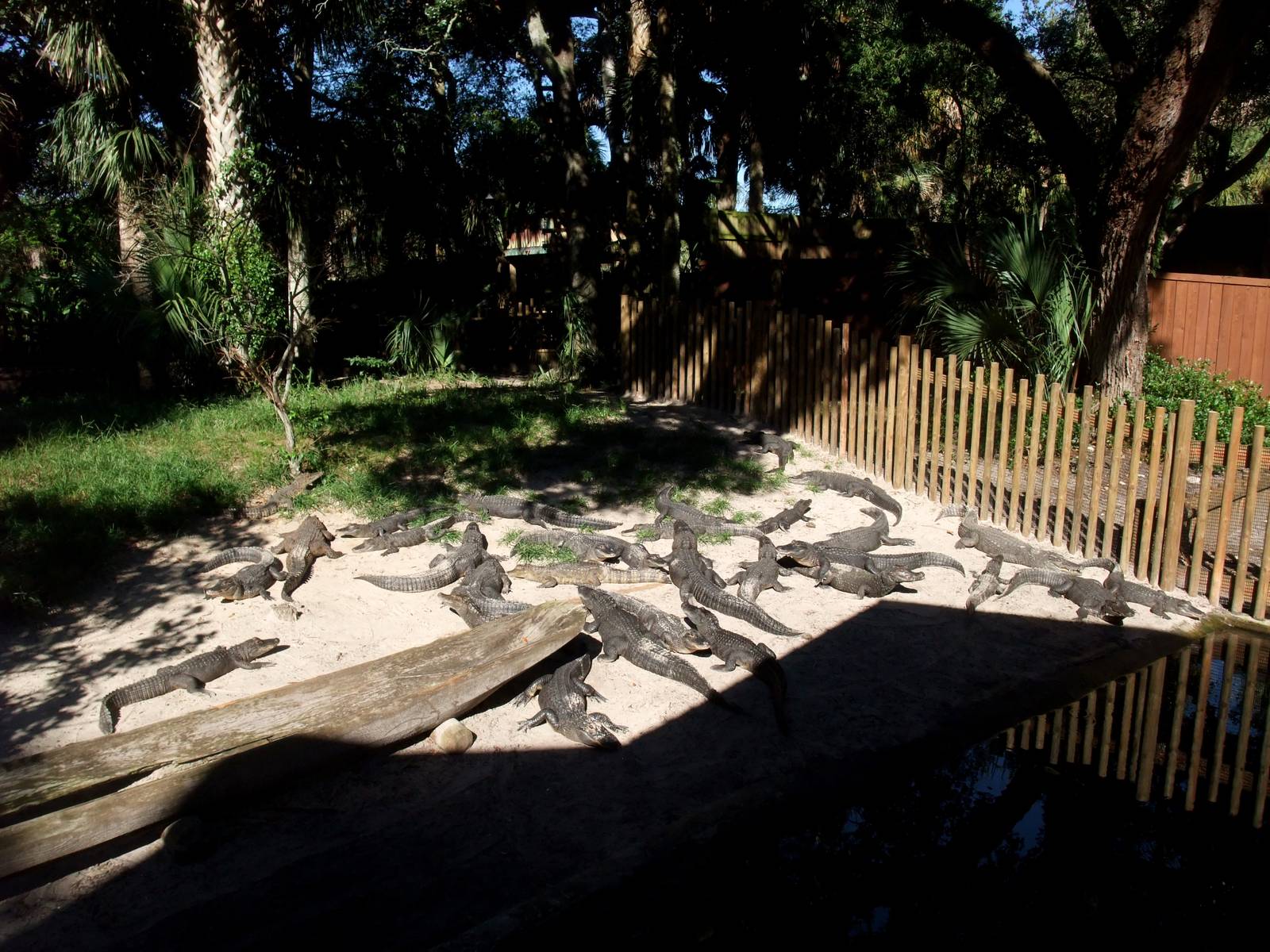 Crocodilian Exhibit at St. Augustine, 11/10/13