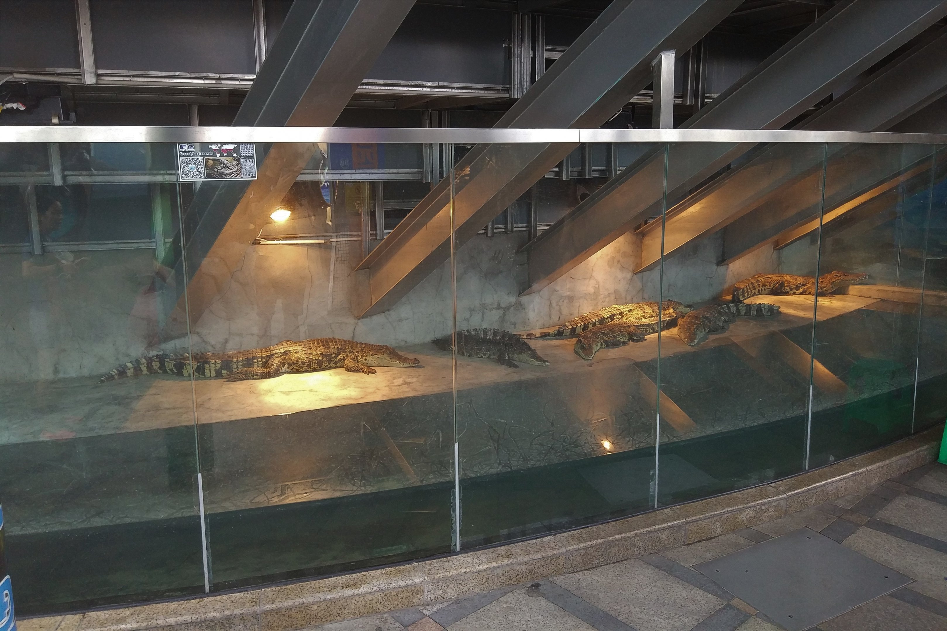 Crocodilian Exhibit