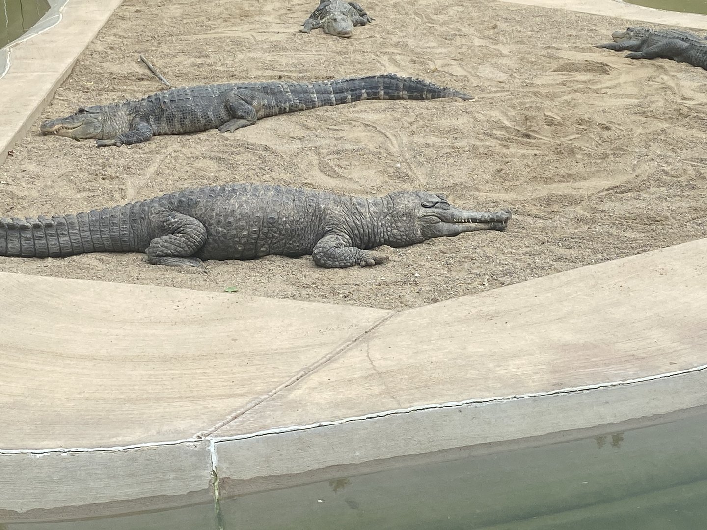 Crocodilian ID?