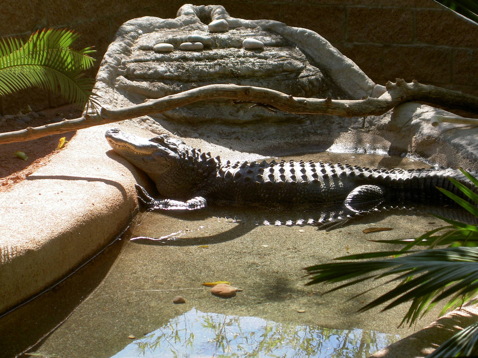 Crocodilian resident