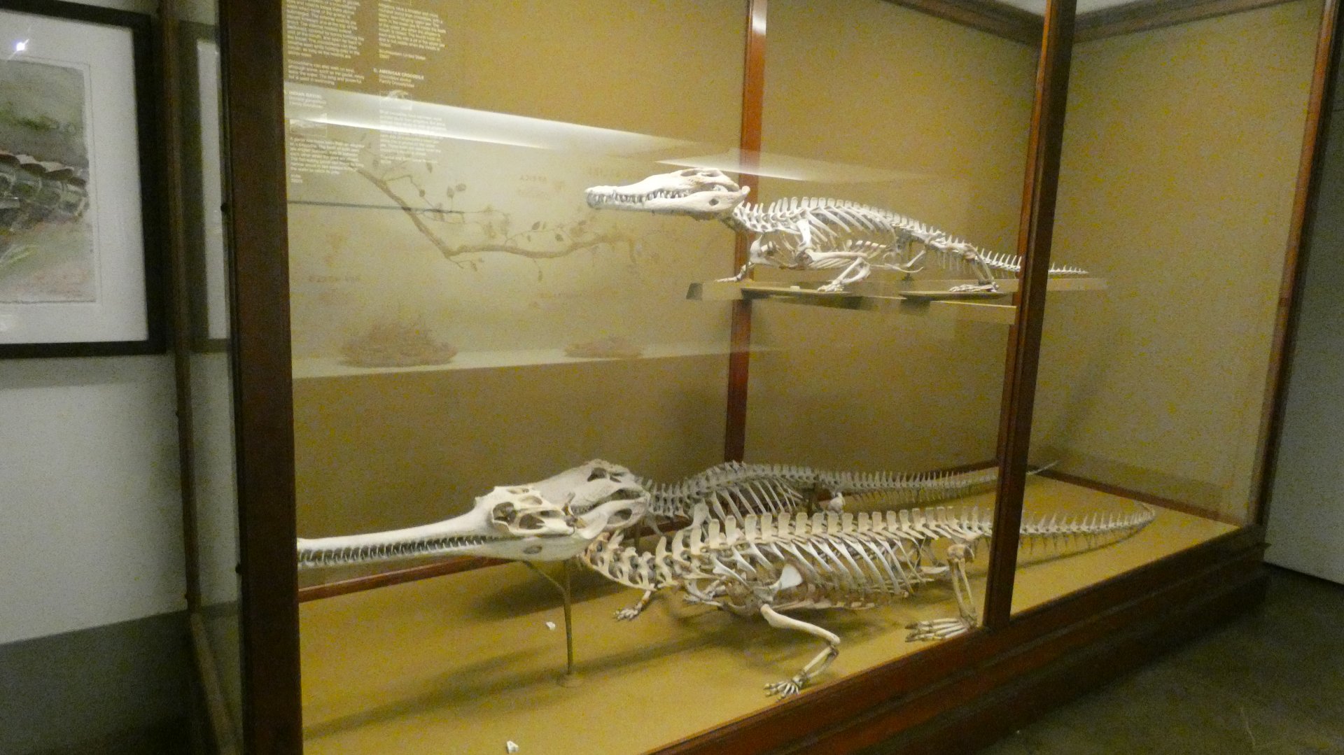 Crocodilian Skeletal Display - Feb. 2022