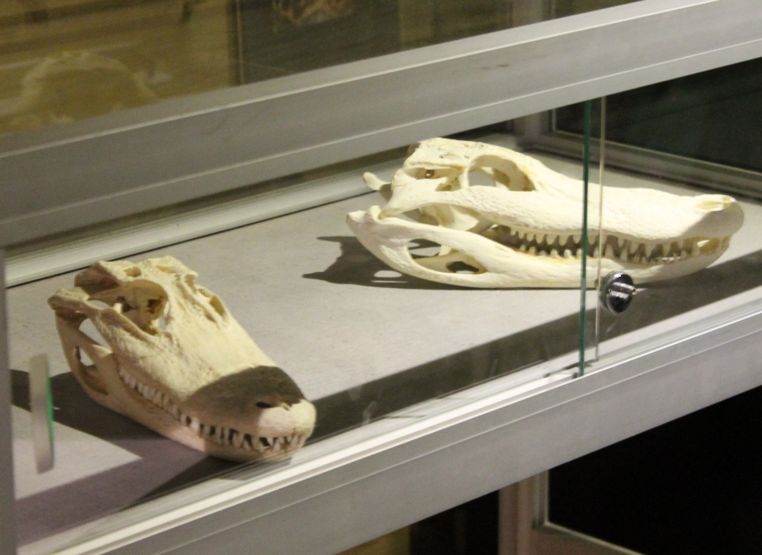 Crocodilian skulls