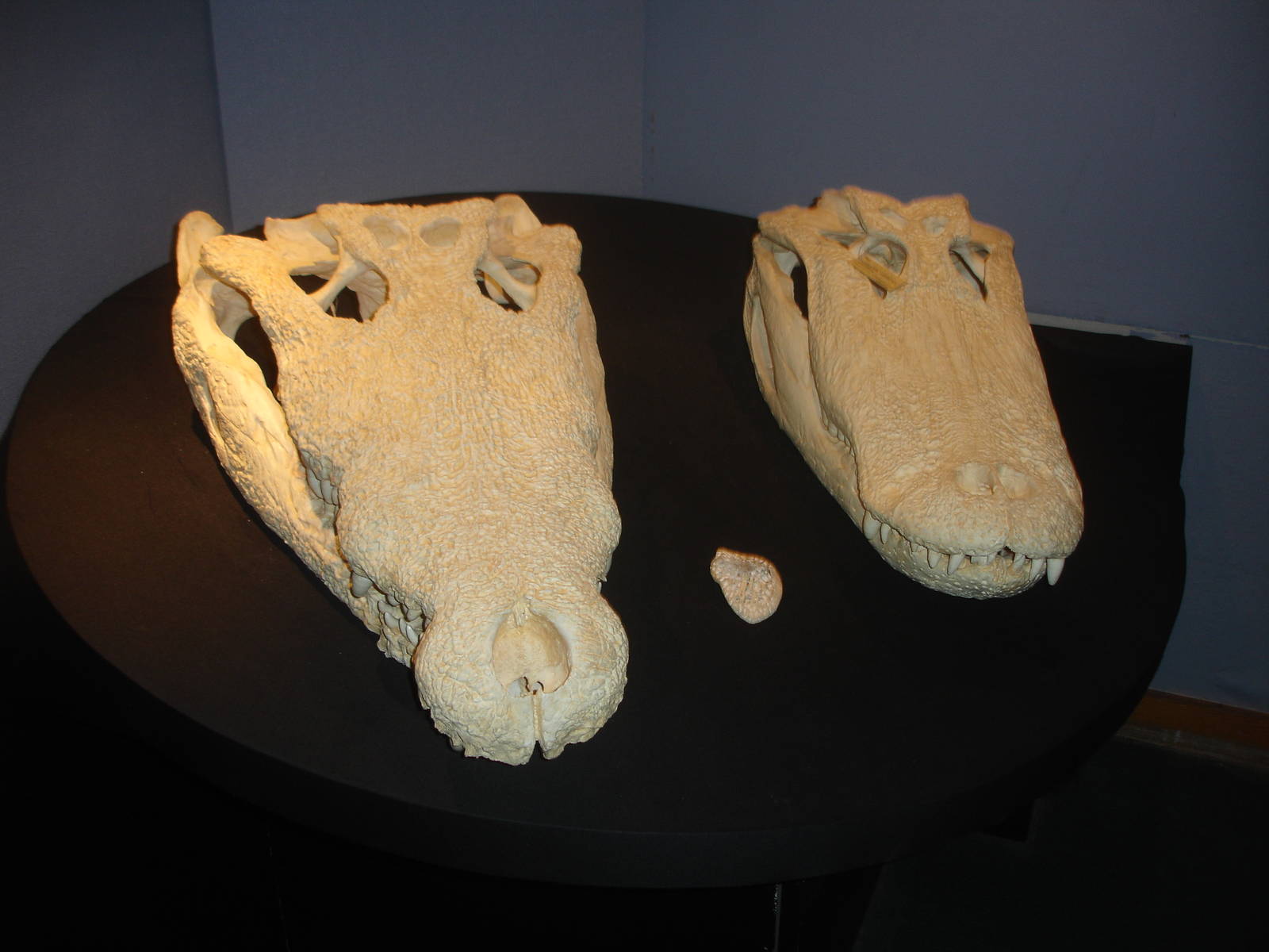 Crocodilian skulls