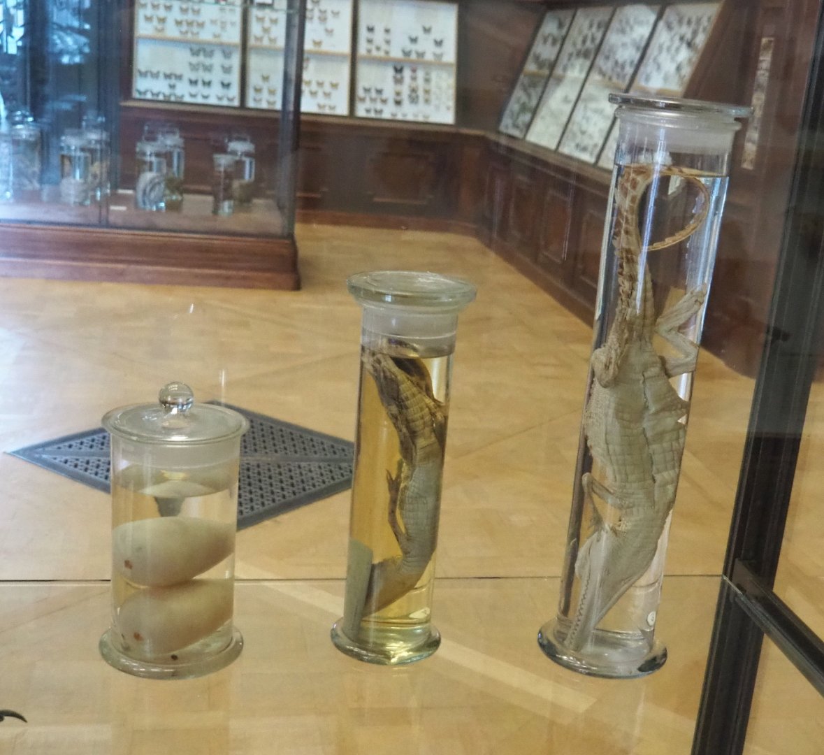 Crocodilian wet specimens, 2021-10-20