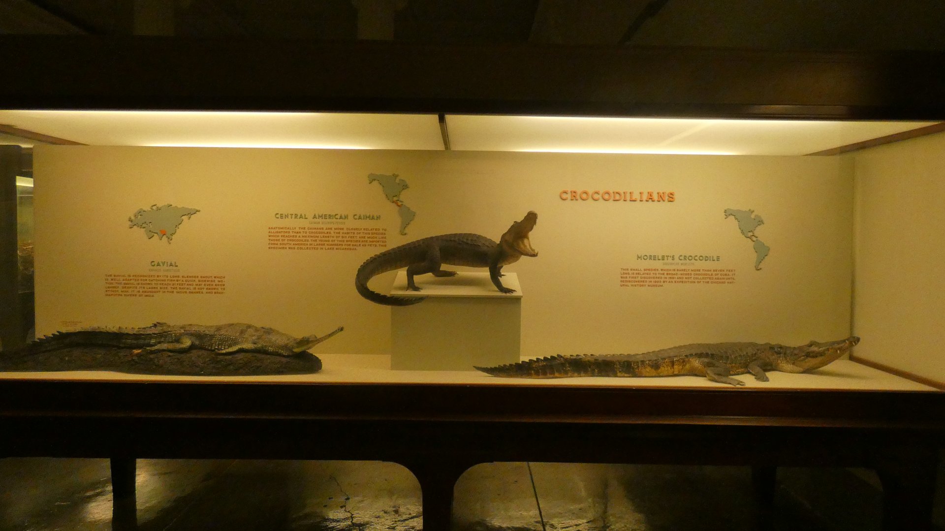 Crocodilians - Feb. 2022