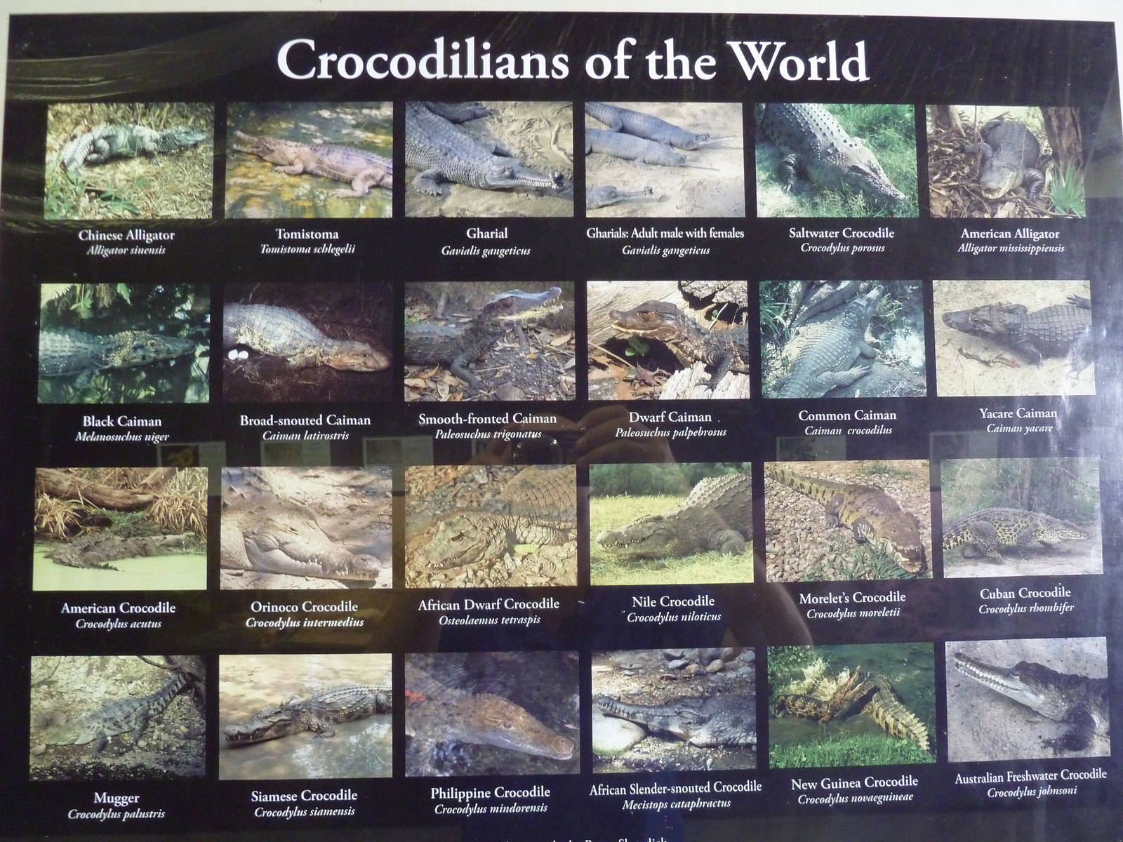 Crocodilians of the World - Sign