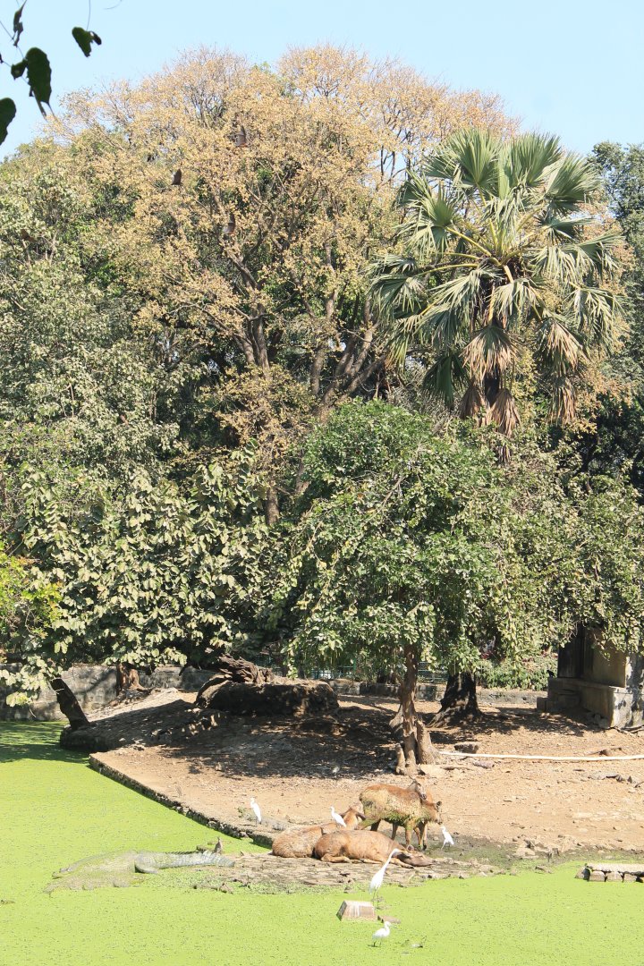 crocodylian enclosure, Mumbai Zoo
