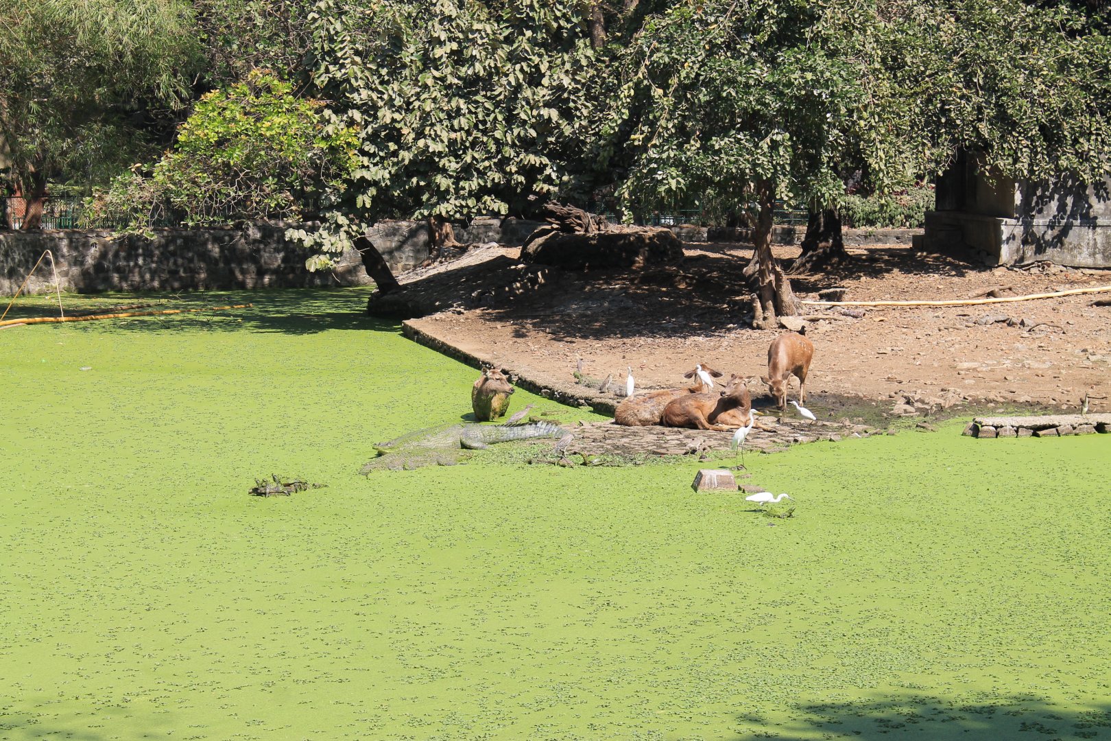 crocodylian enclosure, Mumbai Zoo