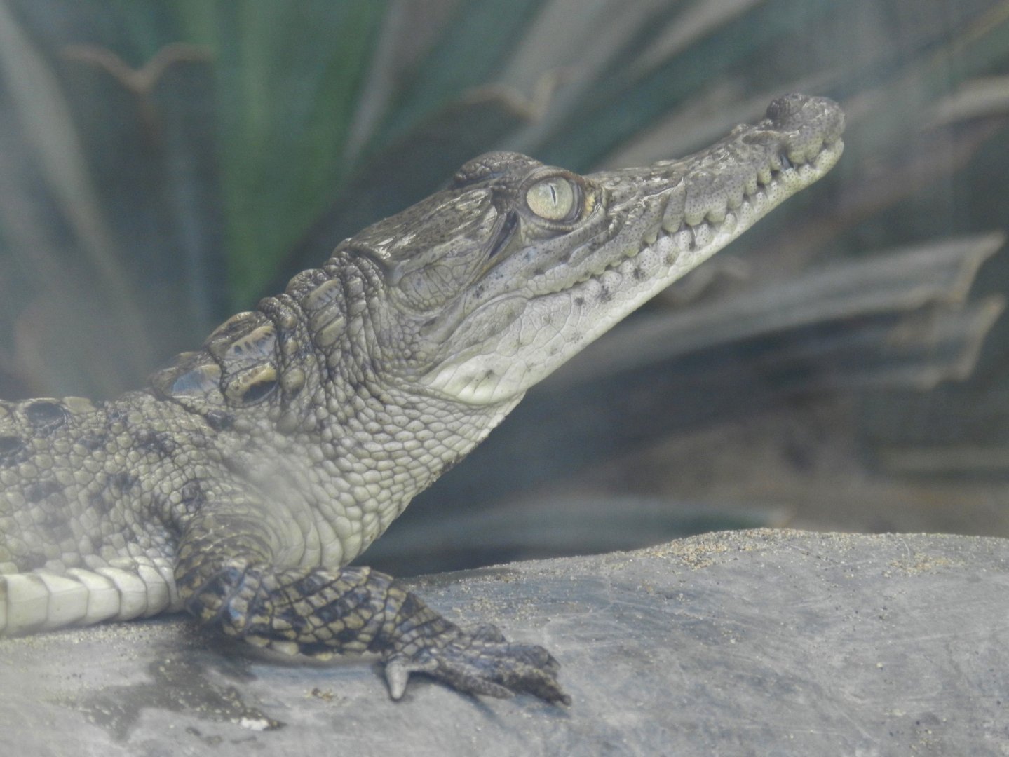 Crocodylus acutus (baby) - Parque Zoológico Huachipa