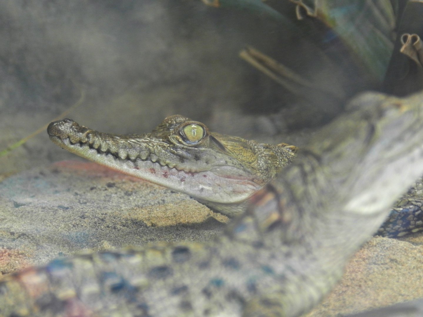 Crocodylus acutus (baby) - Parque Zoológico Huachipa