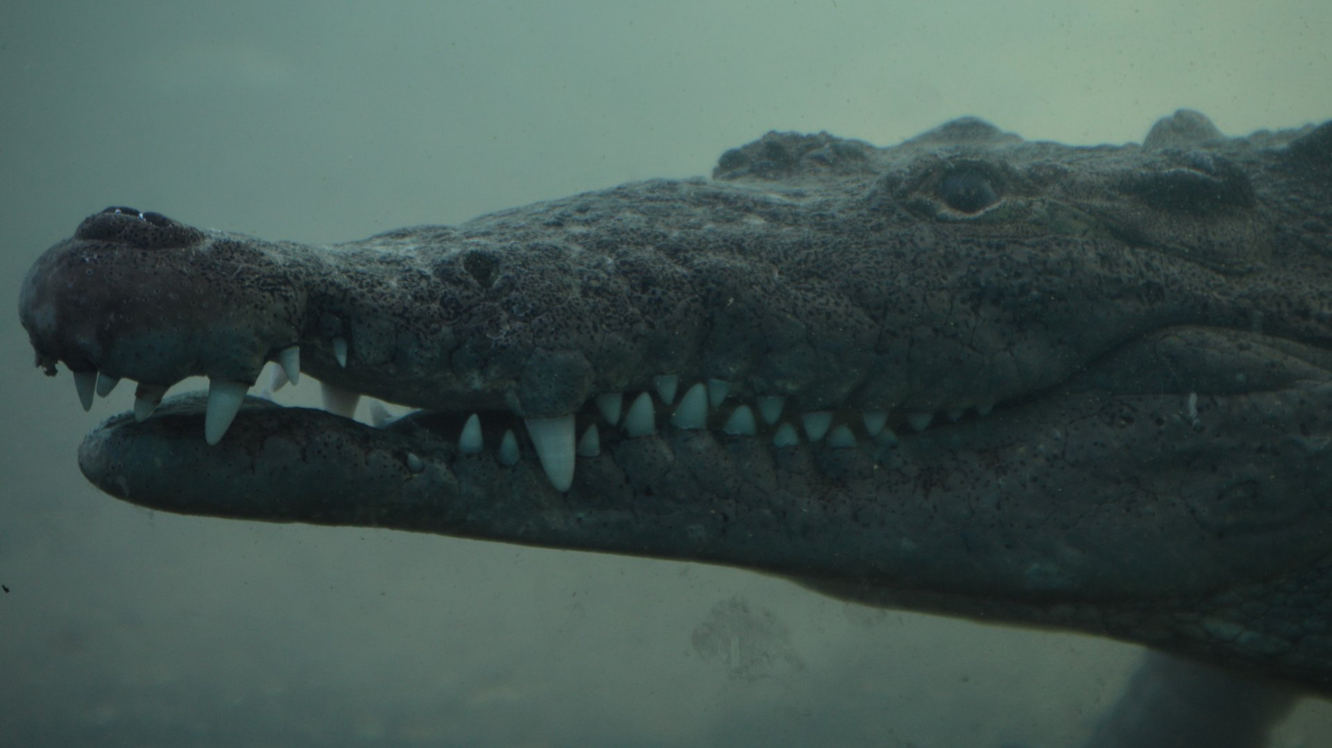 Crocodylus acutus