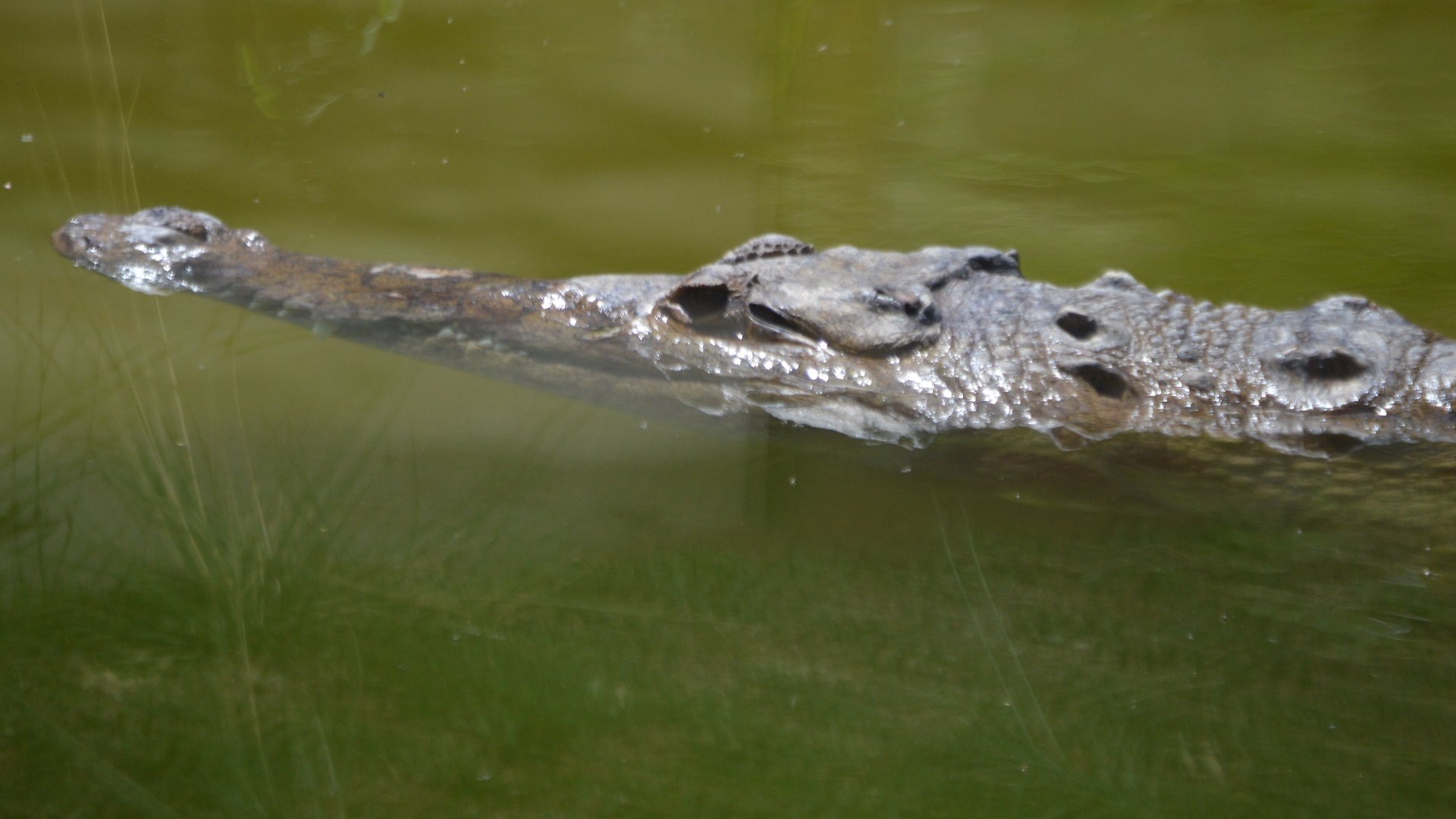 Crocodylus acutus