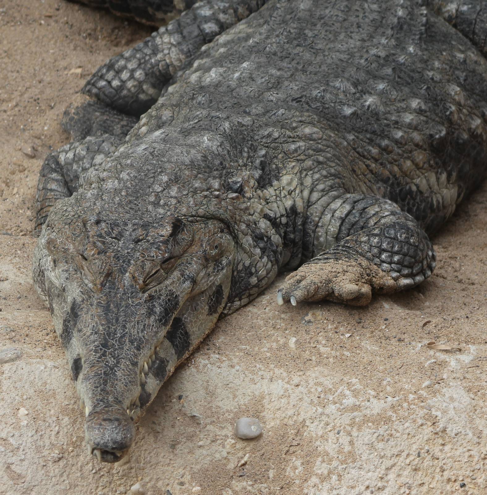 crocodylus cataphractus