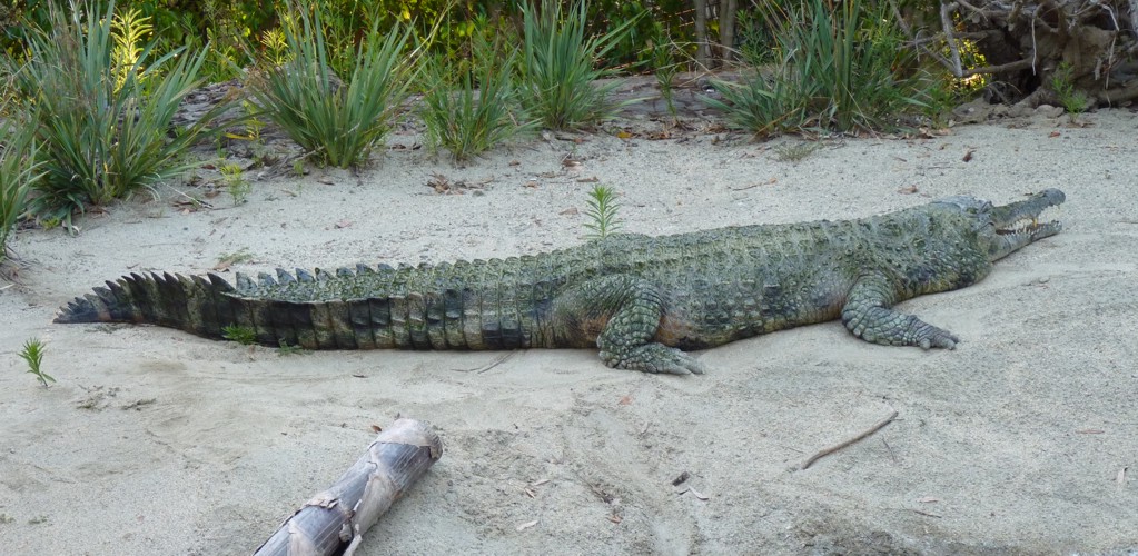 Crocodylus cataphractus
