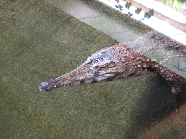 Crocodylus cataphractus