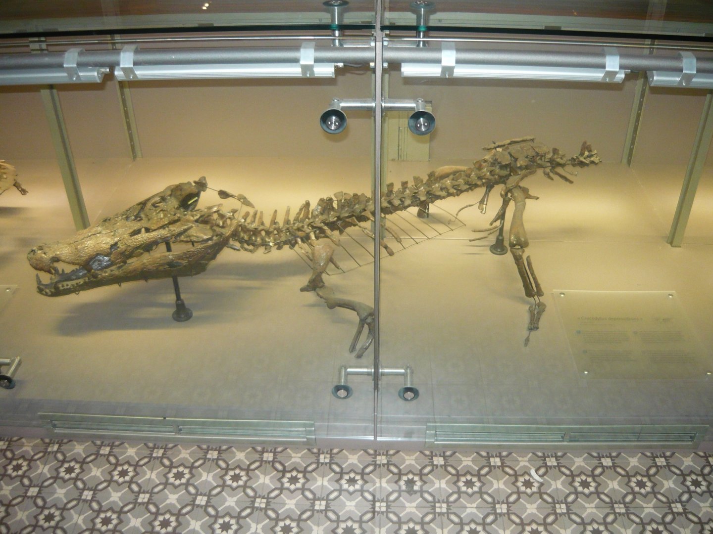 "Crocodylus depressifrons"