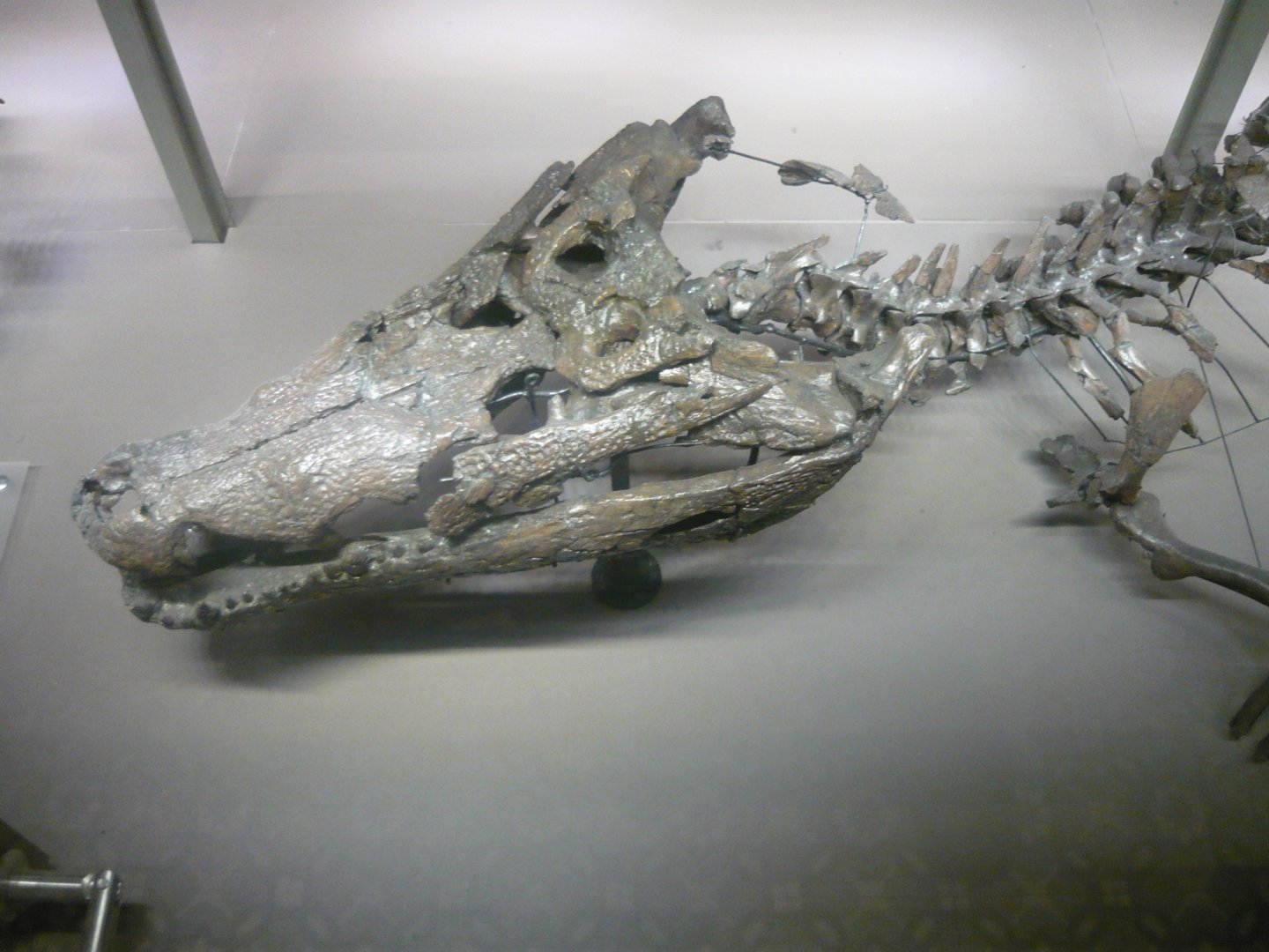 "Crocodylus depressifrons"