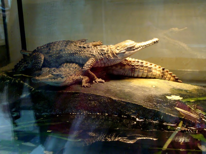 Crocodylus johnsoni