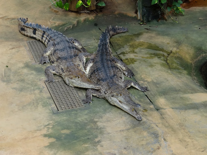 Crocodylus johnsoni