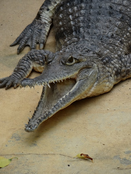 Crocodylus johnsoni
