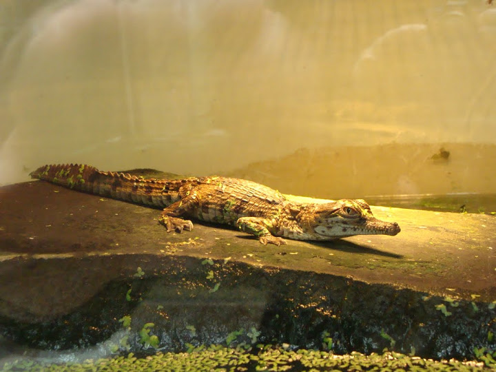 Crocodylus johnsoni