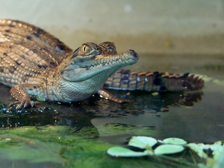 Crocodylus johnsoni