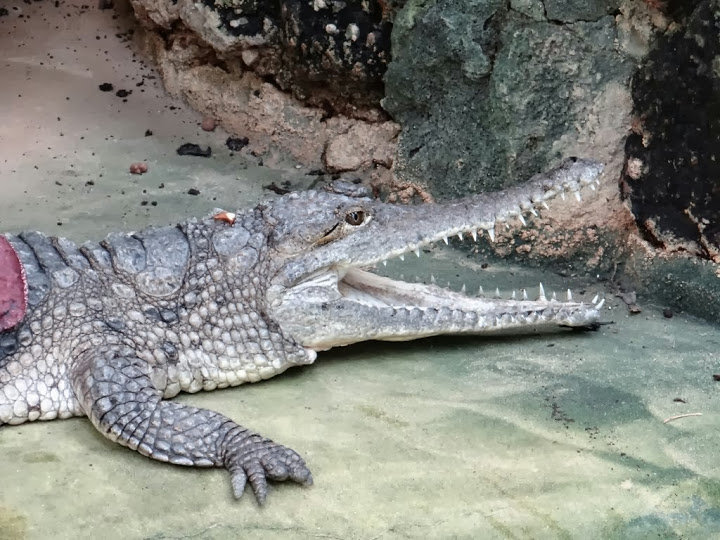 Crocodylus johnsoni