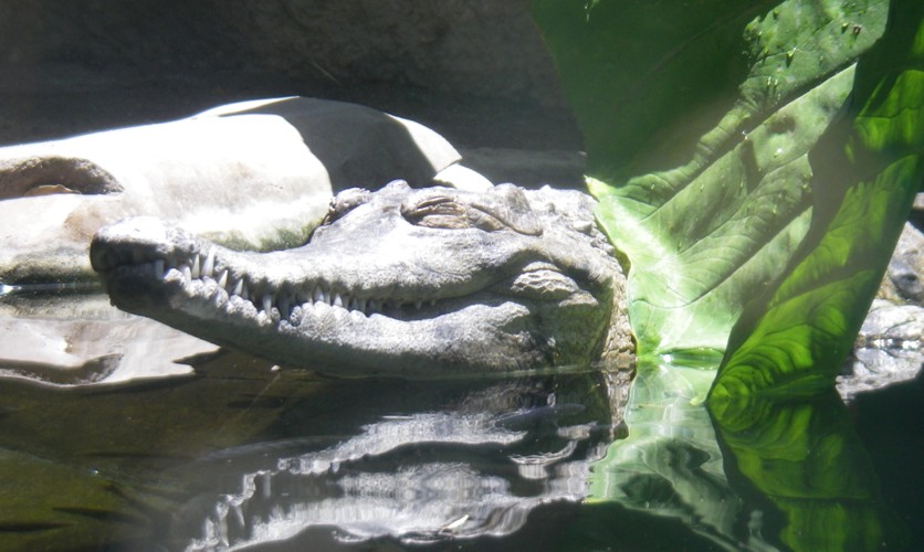 Crocodylus johnsoni
