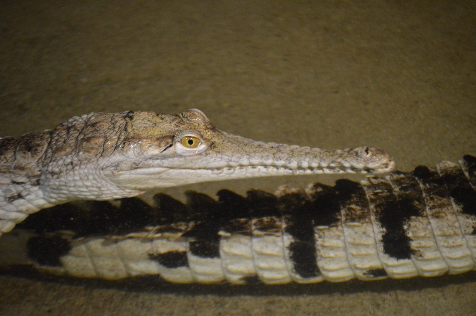 Crocodylus johnstoni