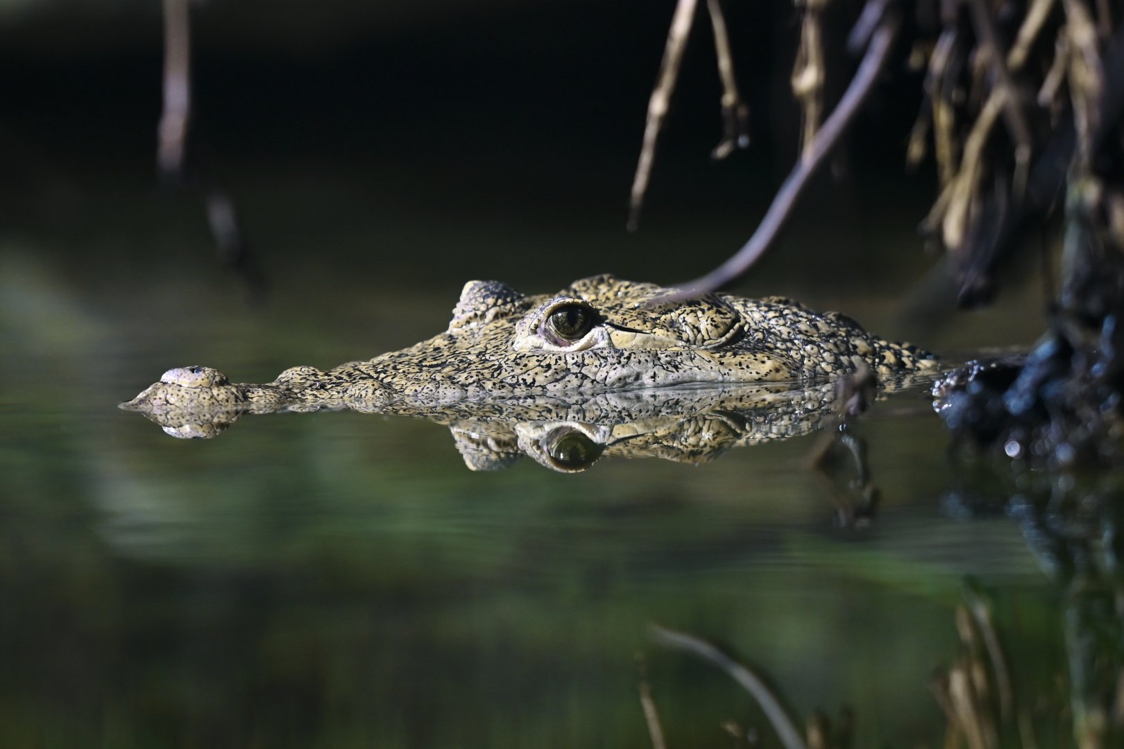 Crocodylus moreleti