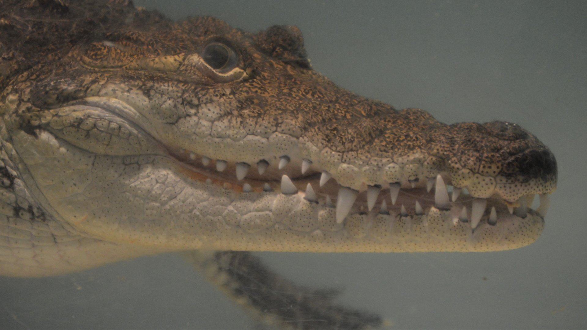 Crocodylus moreletii  "Terry"