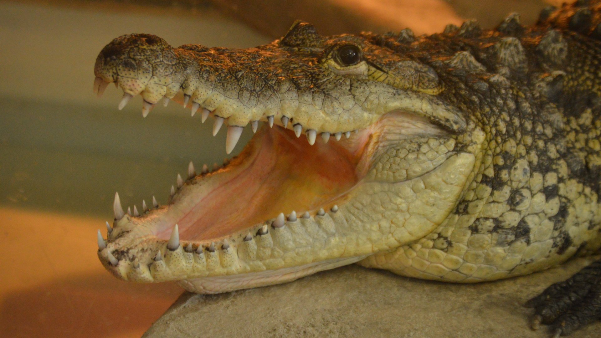 Crocodylus moreletii (Terry)