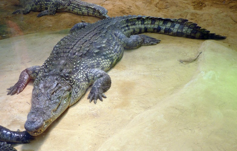 Crocodylus Niloticus 3 (22-7-17 Faunia)