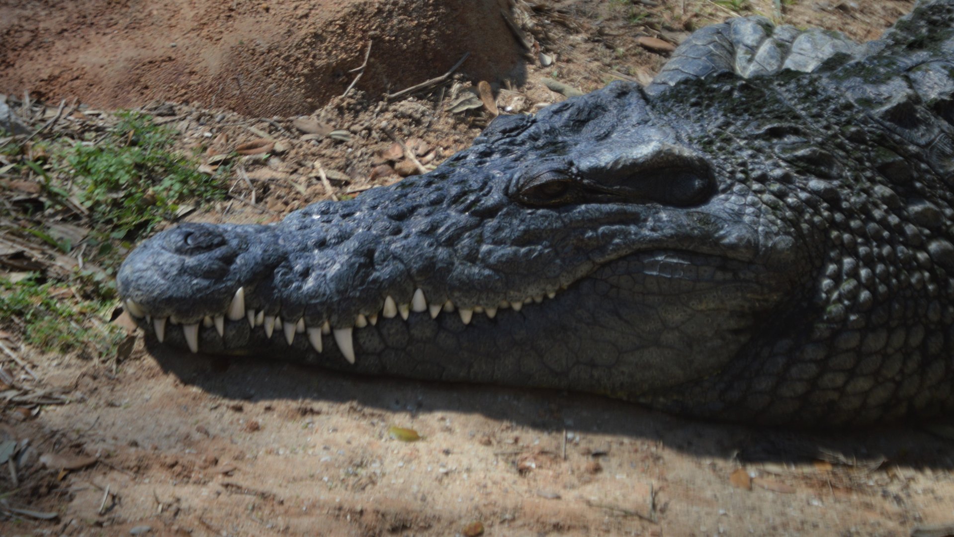 Crocodylus niloticus ssp. ID