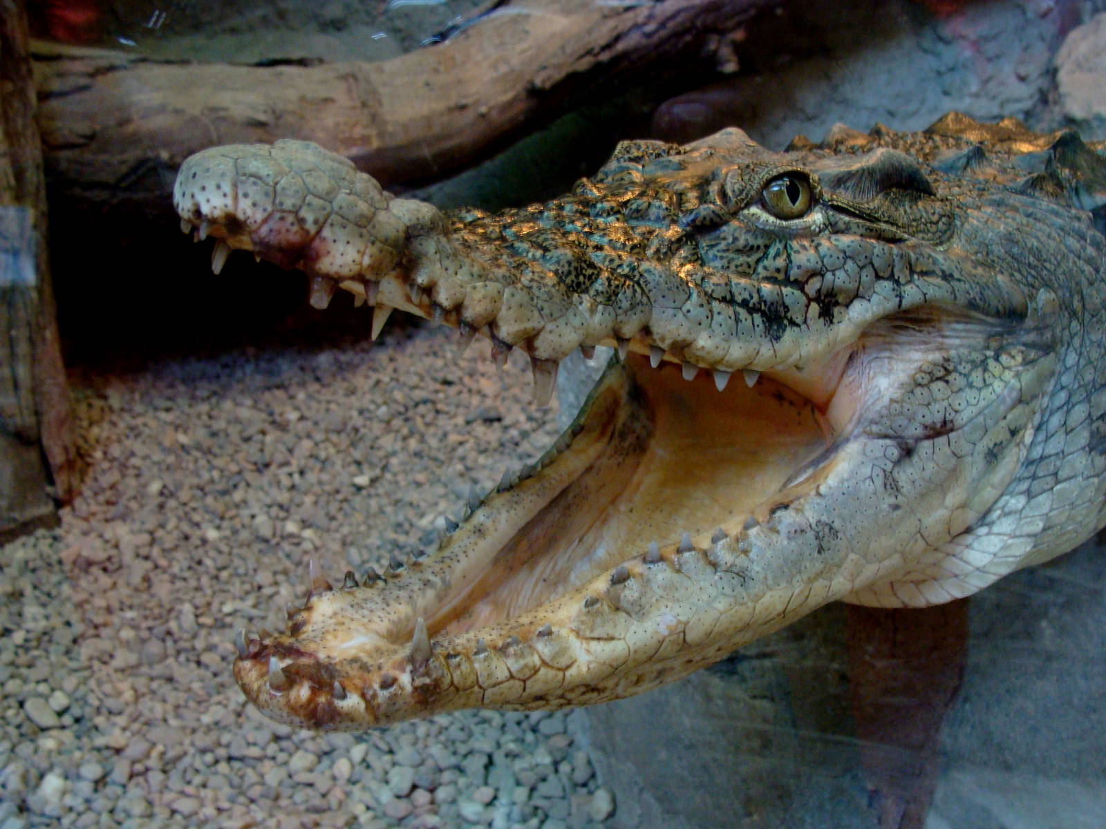 Crocodylus niloticus