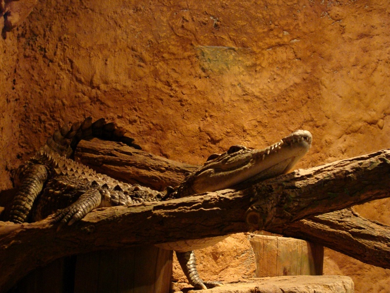 Crocodylus niloticus