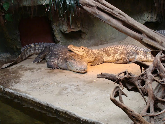 Crocodylus niloticus