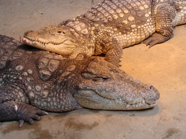 Crocodylus niloticus