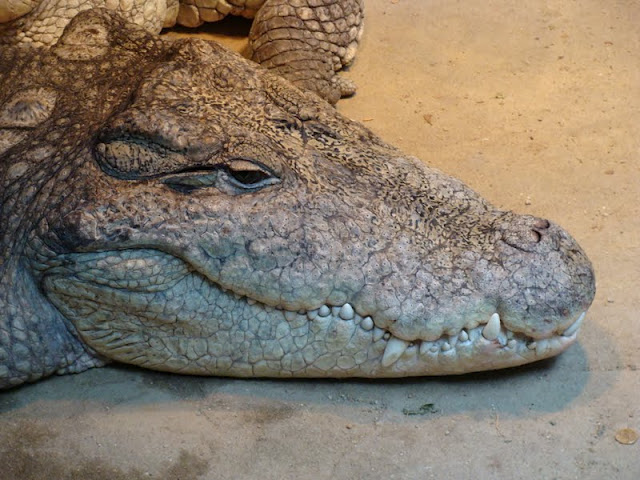 Crocodylus niloticus