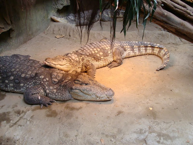 Crocodylus niloticus