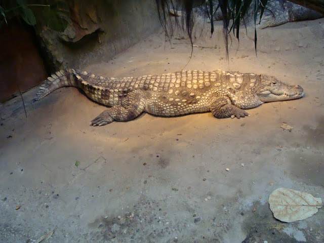 Crocodylus niloticus