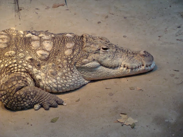 Crocodylus niloticus