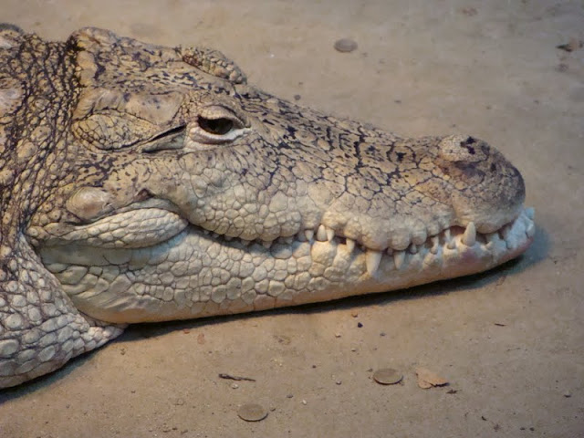 Crocodylus niloticus
