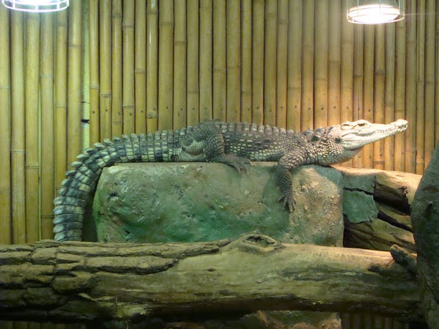 Crocodylus niloticus