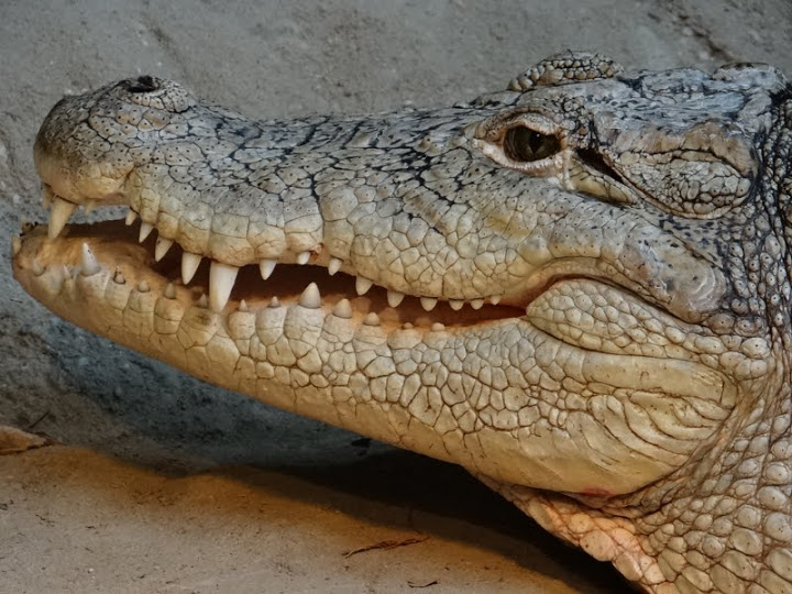 Crocodylus niloticus