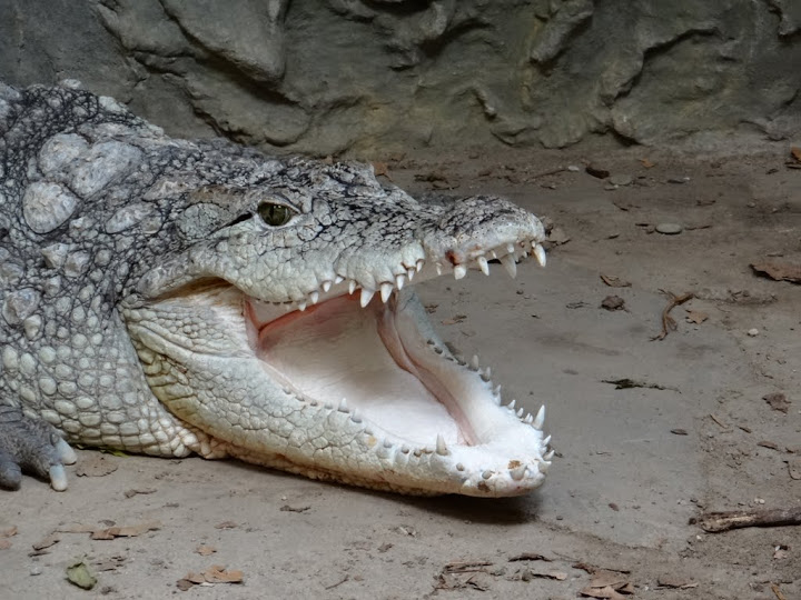 Crocodylus niloticus